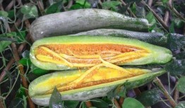 博雅吃瓜网红叫什么,揭秘网络红人的幕后故事